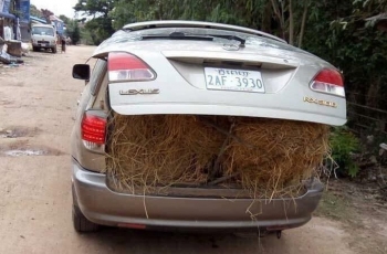 Mobil Lexus RX300 digunakan untuk mengangkut jerami / autopro.vn