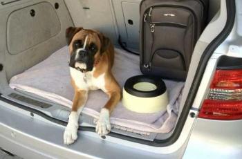 4 Tips Membawa Hewan Peliharaan di Dalam Mobil. (Dog Culture)