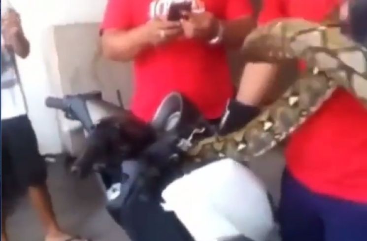 Ular piton berhasil dikeluarkan dari dalam bodi Yamaha NMAX (Instagram/zonabikers)